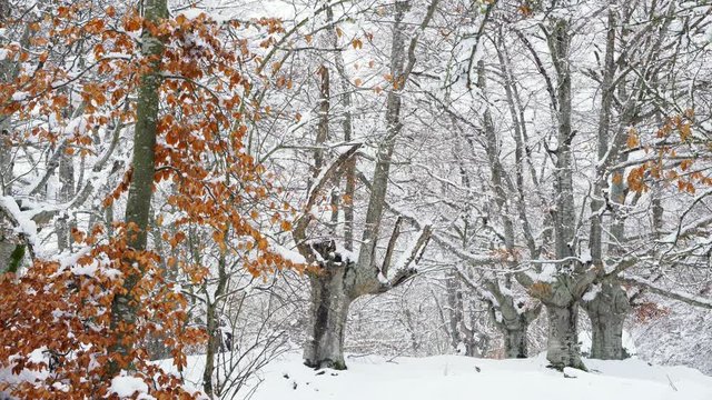 Hayedo Trasmocho, Beech forest, Gorbeia Natural Park, Alava, Basque Country, Spain, Europe