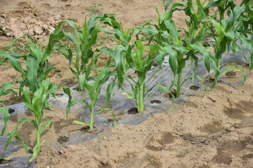 Corn (Zea mays) is one of the three largest grains in the world.