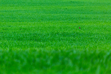 Fototapeta na wymiar Common pheasant (Phasianus colchicus)