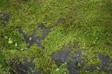 green moss on a tree