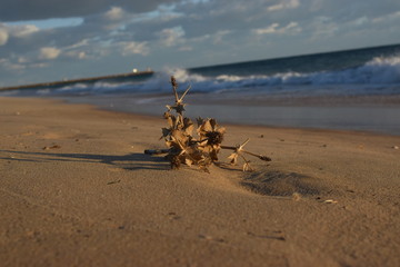 beach and sea