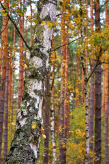 Birch trunk with blurred background.