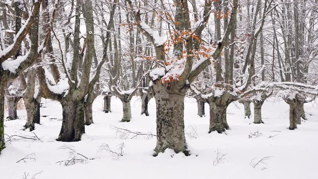 Hayedo Trasmocho, Beech forest, Gorbeia Natural Park, Alava, Basque Country, Spain, Europe