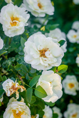 Obraz na płótnie Canvas Flowers white tea rose. Beautiful white flowers. Bush flowers.