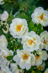 Fototapeta na wymiar Flowers white tea rose. Beautiful white flowers. Bush flowers.