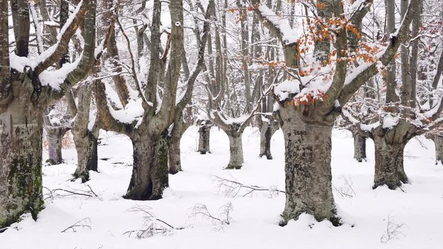 Hayedo Trasmocho, Beech forest, Gorbeia Natural Park, Alava, Basque Country, Spain, Europe