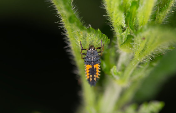 ladybug larva on a plant close up