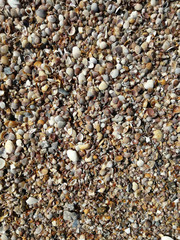 small Shells on the beach