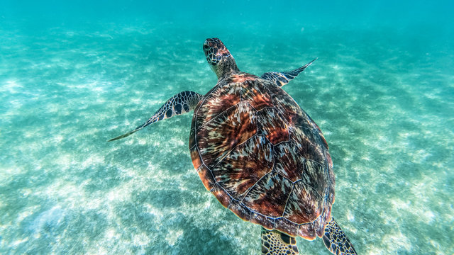 Sea turtle swims in sea water, Olive green sea turtle closeup. Wildlife of tropical coral reef, Aquatic animal underwater photo.