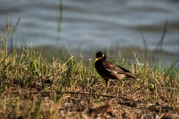 Sturnidae or Gracula religiosa Birds Common