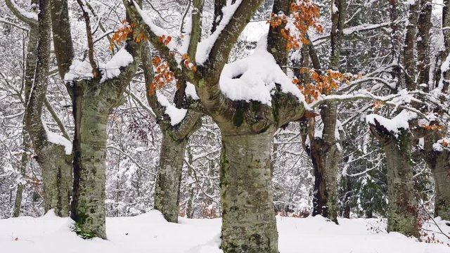 Hayedo Trasmocho, Beech forest, Gorbeia Natural Park, Alava, Basque Country, Spain, Europe