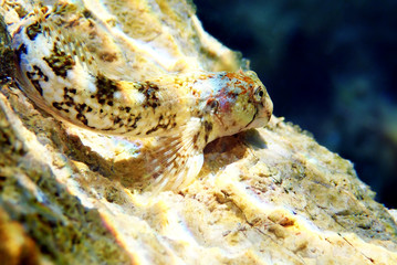 Mediterranean Tompot blenny fish - (Parablennius gattorugine)