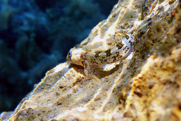 Mediterranean Tompot blenny fish - (Parablennius gattorugine)