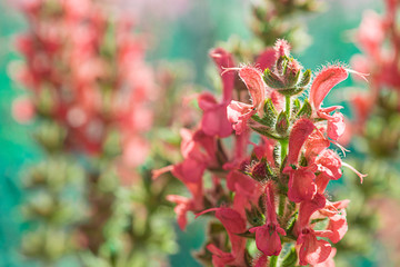 Natural flowers