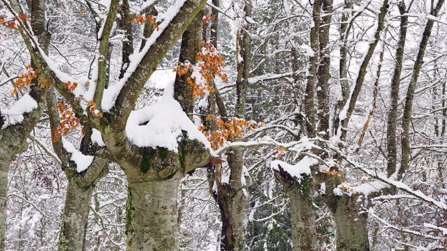 Hayedo Trasmocho, Beech forest, Gorbeia Natural Park, Alava, Basque Country, Spain, Europe