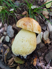 Mushroom boletus just caught in the field