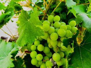 Cluster of green grapes on the vine