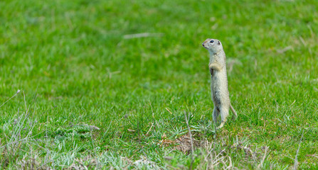 Naklejka na ściany i meble European ground squirrel (Spermophilus citellus), also known as the European souslik