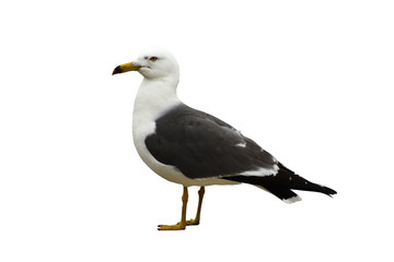 Seagull isolated on white background closeup