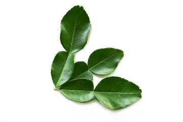 fresh basil isolated on white background