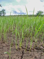 Rice seedlings in the field