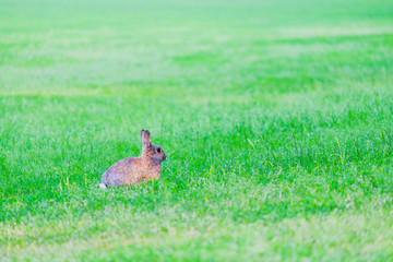Hare with red eyes hides in the grass in the forest.