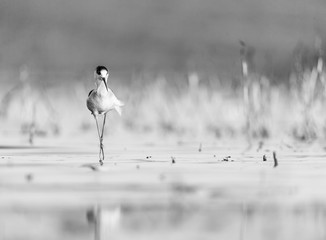 Black-winged stilt, common stilt, or pied stilt (Himantopus himantopus)