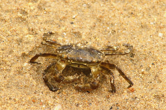 Japanese rock crab (Cancer amphioetus) on sand closeup.