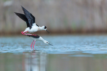 Black-winged stilt, common stilt, or pied stilt (Himantopus himantopus)