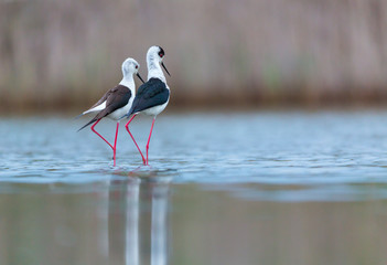 Black-winged stilt, common stilt, or pied stilt (Himantopus himantopus)