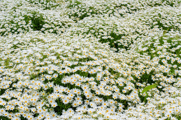 写真素材：浦島フラワーパーク、花、マーガレット、風景、自然
