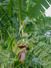Banana flowers on banana trees with banana balls