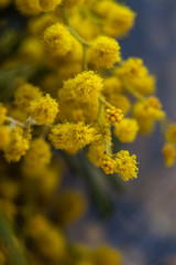 Yellow flowers mimosa. The branches of flowers. Bouquet on March 8