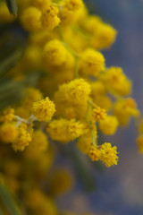 Yellow flowers mimosa. The branches of flowers. Bouquet on March 8