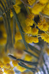 Yellow flowers mimosa. The branches of flowers. Bouquet on March 8