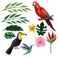 Exotic birds and tropical fauna