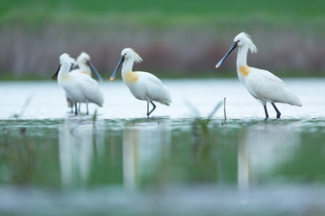 Eurasian spoonbill or common spoonbill (Platalea leucorodia)