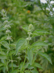Hairy Basil flower close up. Specific fragrant plant for Thai food