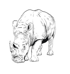 rhino 