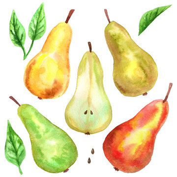 Different pears. Red. yellow, green, cut, green leaves. Hand drawn watercolor illustration. Isolated on white background.