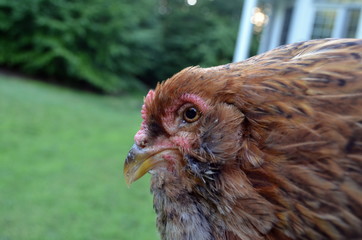 Closeup of Easter Egger Hen
