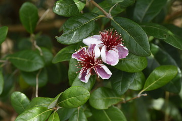 Feijoa (Feijoa selllowiana) is a tropical fruit tree and its fruits are edible.