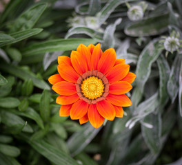 Colorfuls flowers field with bokeh background in vintage style, selective focus and blurry.Beautiful floral blur light at summer fresh concept.Beauty bloom floral wallpaper  plant border template