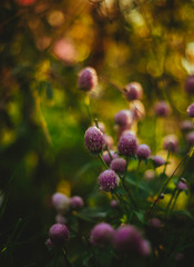 Colorfuls flowers field with bokeh background in vintage style, selective focus and blurry.Beautiful floral blur light at summer fresh concept.Beauty bloom floral wallpaper  plant border template