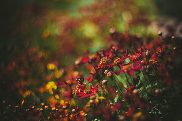 Colorfuls flowers field with bokeh background in vintage style, selective focus and blurry.Beautiful floral blur light at summer fresh concept.Beauty bloom floral wallpaper  plant border template
