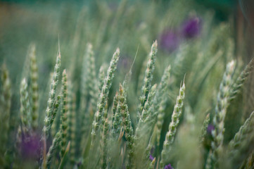 Colorfuls flowers field with bokeh background in vintage style, selective focus and blurry.Beautiful floral blur light at summer fresh concept.Beauty bloom floral wallpaper  plant border template