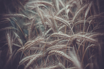 Colorfuls flowers field with bokeh background in vintage style, selective focus and blurry.Beautiful floral blur light at summer fresh concept.Beauty bloom floral wallpaper  plant border template