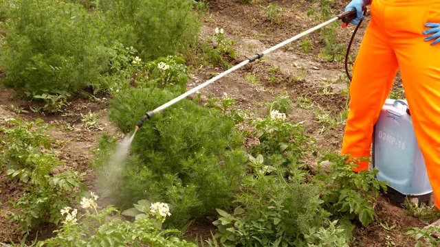 female farmer woman in hat, glasses and protective clothing sprinkles potatoes with professional sprayer. Struggle with Colorado beetle. Blue tank with electric sprayer. Strong poison for insects