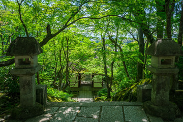 Fototapeta premium 京都 常寂光寺の新緑 
