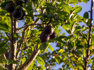 Silhouette of plums in the sunset